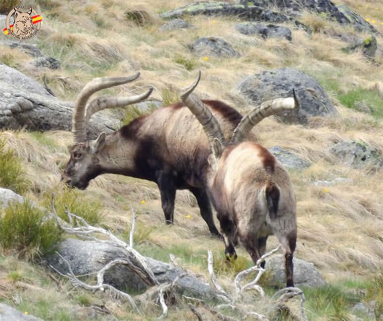 macho de gredos