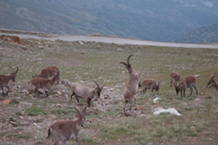¿ La Cabra Montesa y por qué es tan Importante en España