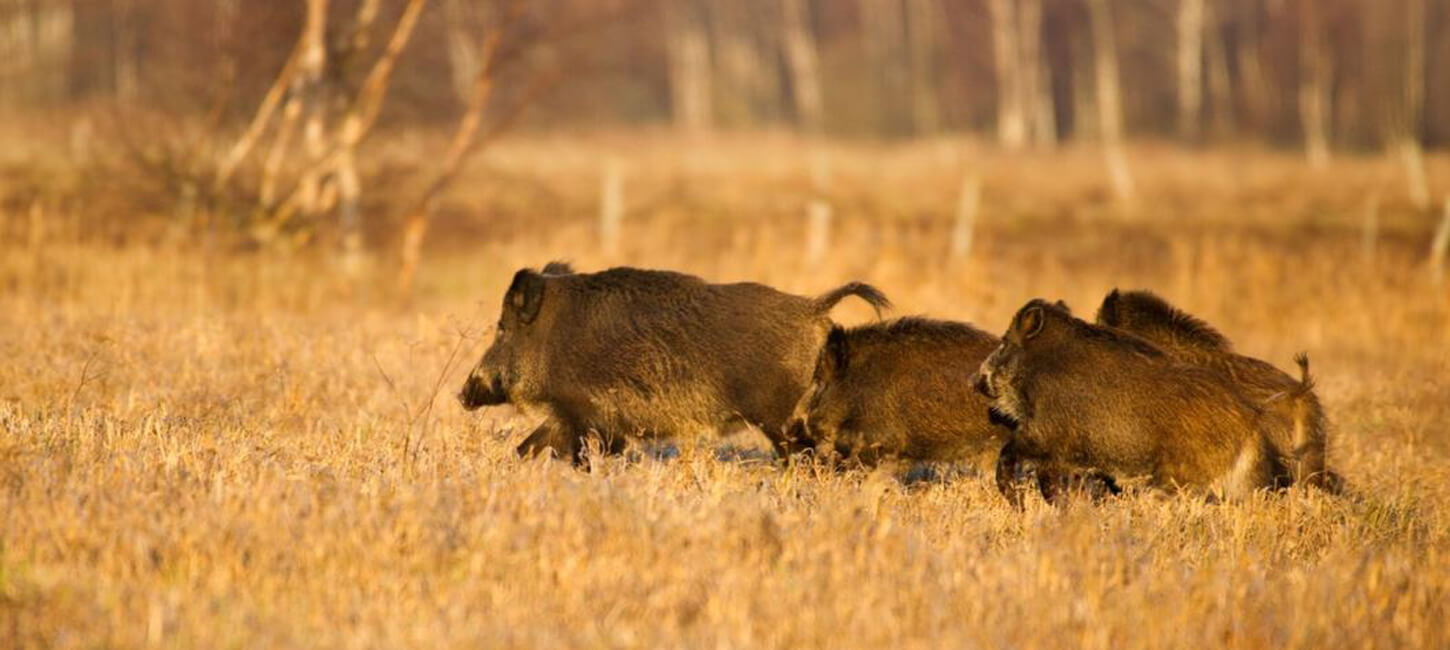 cazadores-de-jabalies-4