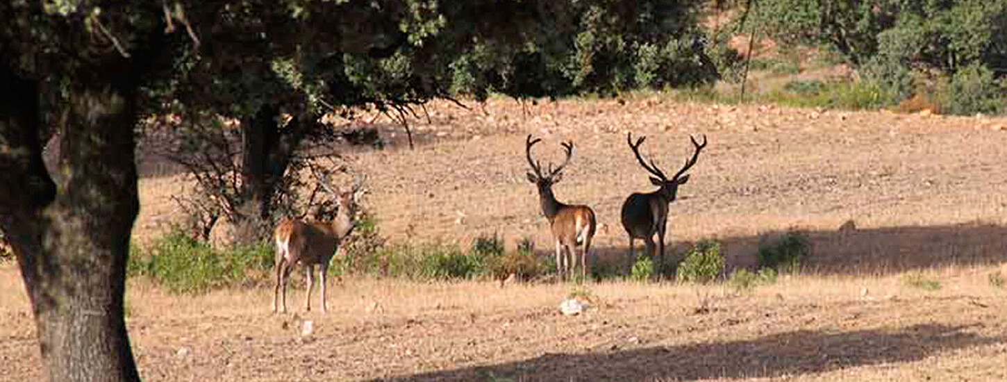 cazar-corzo-y-venado