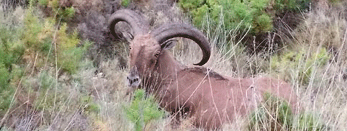 muflon europeo